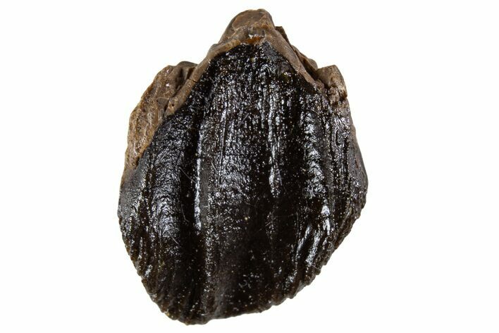 Unworn Fossil Dinosaur (Triceratops) Tooth Crown - Montana #341144